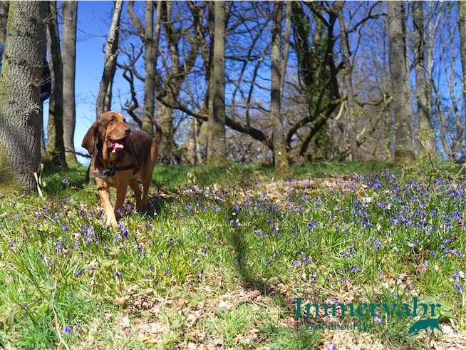 dog in bluebell wood