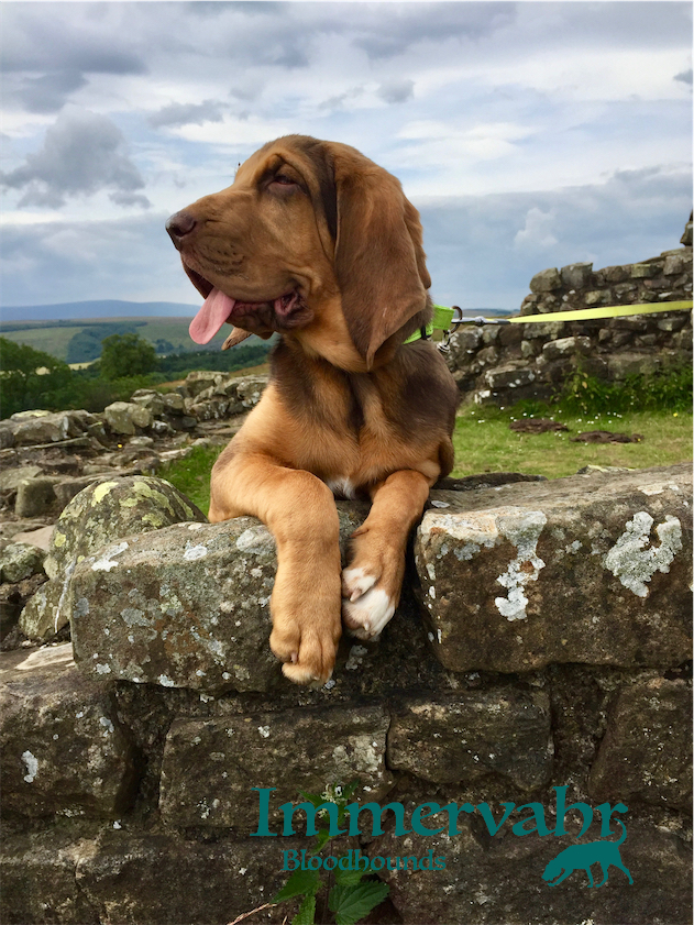 bloodhound on Hadrians wall