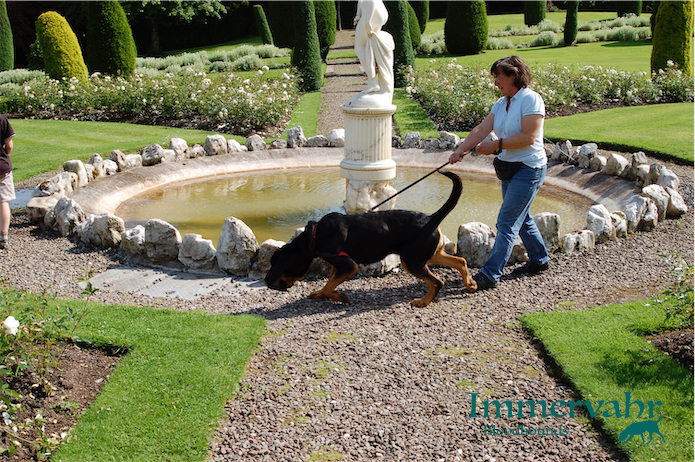 bloodhound and fountain