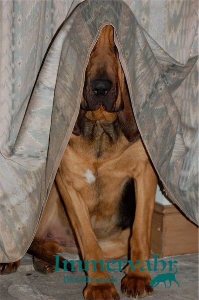 bloodhound hiding under curtain