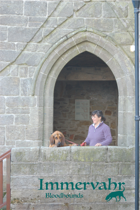 castle wall with bloodhound looking over