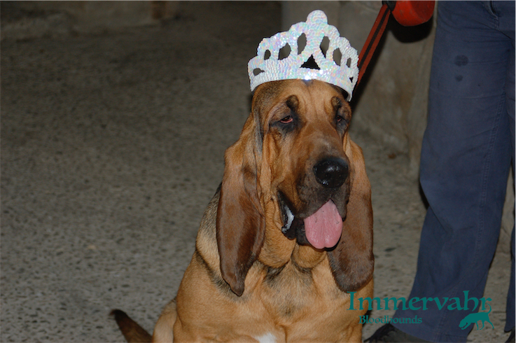 princess bloodhound