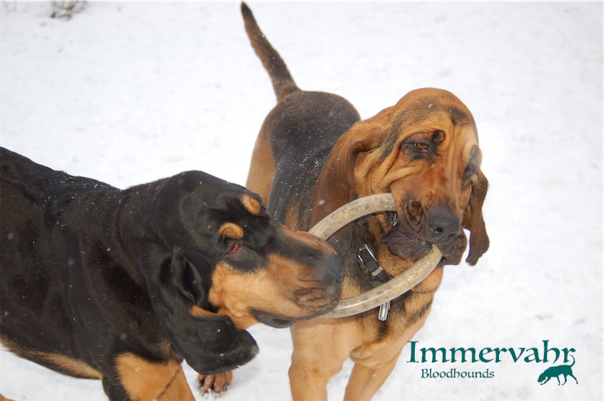 two bloodhounds at play